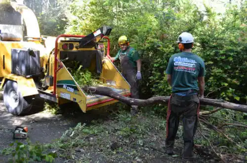 tree services El Paso